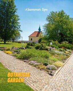 Need a break from Prague’s busy streets? 🌿
Prague Botanical Garden is spread across a large hillside above the Vltava and is a good choice when you want a slower day with plenty of space to explore.
💡 Good to know before you go:
• The garden is located next to Prague Zoo, so you can easily combine both in one day.
• Allow at least 2–3 hours if you want to see more than just the main highlights.
• Some parts of the garden are outdoors, so comfortable shoes and sun protection are useful in summer.
• The garden hosts seasonal exhibitions and events, so check the programme before your visit.
• You can get to Troja by public transport from the city centre, with the final part of the journey usually by bus.
If you have already seen Prague’s main sights, this is an easy way to spend a quieter summer afternoon away from the crowds. 🌱
#SummerTips #PragueBotanicalGarden #Troja #StudyInPrague #VSEInternationalStudents